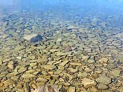 Nyilvános strandbaszás paradicsomban, kutyapózban hajolva?