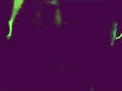 ten petits vicieux grope and play