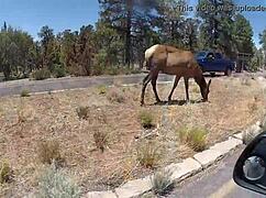 Rush and Lia splash in outdoor shower, hardcore couple action with stockings and teen lovers.