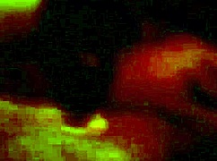 She Sucks Dick Until Cum Explodes