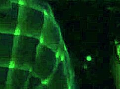 Randi Wright enjoys outdoor activities at night.