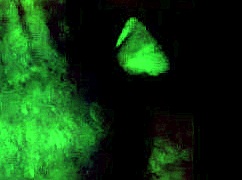 Watch me masturbate to lesbian porn?