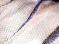 hired latina shakes ass for anal