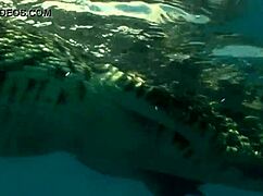 croc girl in sexy bikini