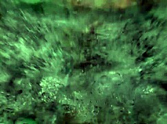 croc girl in sexy bikini