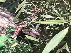 mature bbw melody masturbates outdoors 😍