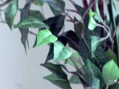 Ui Ka Hoshikawa joins the new model collection, showing her shaved and hairless side.