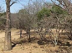 i watched this double blowjob in the public shower in south africa