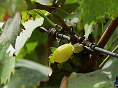 omg, i cant believe katana's outdoor striptease for playboy5... so hot!!