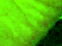 Hairy Beaver Pounded From Behind