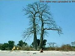 Have you seen Indian actress Kitu Gidwani topless in French film Black?