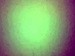 Bold Colombian Milf Gives Intense Blowjob Spreading Ass