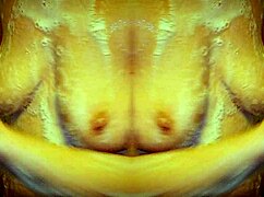 milf bathes sensually in shower, massaging ass in slow motion mirror view.