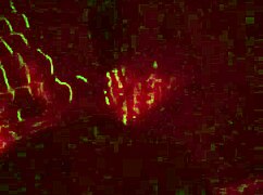 cum on ass masturbation session