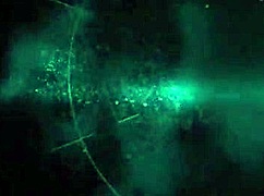 Geeky girl Jay Taylor gives blowjob and rides