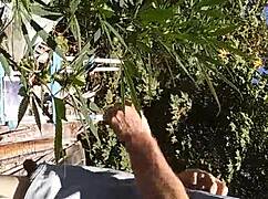 Hot Suck and Fuck in 420 Patch