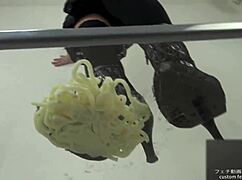 Foodcrush Stomps Noodles In Shoes Fetish