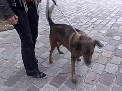 Chubby Cougar Sucks Fat Gay Cock in Intense Homemade Session