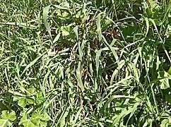 Gretala Squirts in Meadow Cave After Intense Orgasm