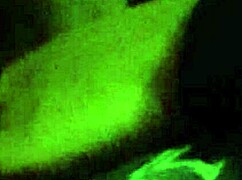 Monster BBC Cock Jerking Off with Huge Cumshot on Balls!