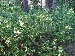 Helped Stranger Cum with Strapon in Public, Wow!