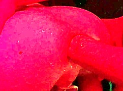 gay friday gathering with anal themes