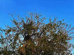 fucking wife elly clutch with secret lesbian lover susie stellar