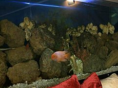 Gal Sloppily Licking Cock With Delight