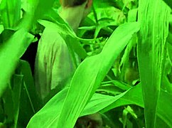 couple helps twink friend in cornfield