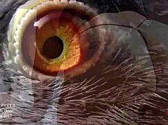 Best Big Booty Twerk Big Booty Lovers Thick Af Mu-1080p