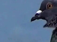 Best Big Booty Twerk Big Booty Lovers Thick Af Mu-1080p