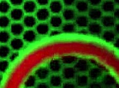 Blonde Maggie Green Rides Bright Green Toy