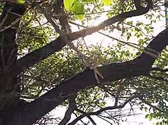 i peed from a tree in the general paz haha.