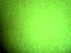 quarantine oily horny brownie, ass oiled up?