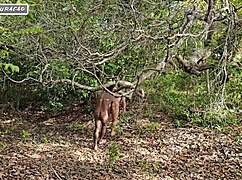 i use my brunette slut outdoors for interracial anal in nature