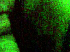 Sashaa Legend Delivers Amazing Blowjob