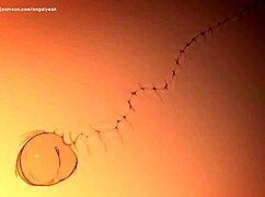 Naruto and Sakura in Wild Hentai Action