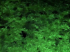 village girl, uh, gets off so hot in cold barn, ya know, solo style