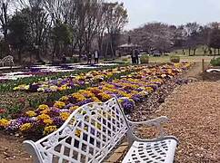 yo, sakura hot springs with nacchi today