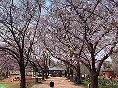 yo, sakura hot springs with nacchi today