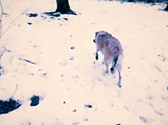 Teacher With Glasses Gives Public Blowjob In The Snowy City Park