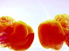 Wet Pussy Soaked in Piss! She Exclaims During Toy Play.