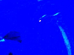 black toes worship big feet in footjob fetish