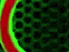 Rome Major Fucks Bootylicious Kaden Kole and Sperms Her Ass