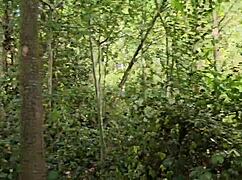 Cruising trails at Clapham Common public toilets in June 2025