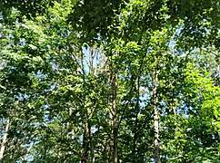 Jerking Huge Cock Outside Makes It Cum Twice