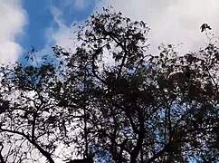 I fucked the forester girl in the hut