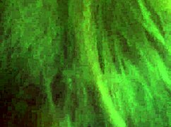 Shemale Gives Intense Blowjob And Swallows Cum Like A Pro!