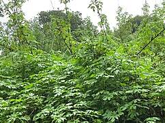 Loirinha Gostosa Dano Cusinho Escondida Com Sex Toy Anal