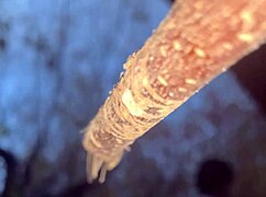 Having sex with a real witch in the woods.